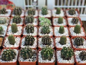 Close-up of cactus potted plants in greenhouse 