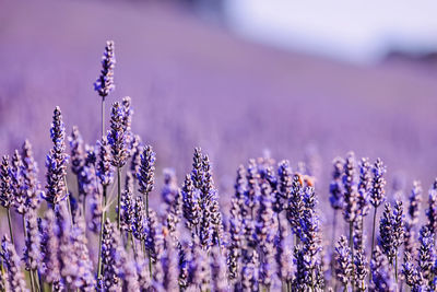 lavender