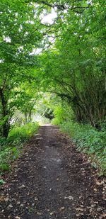 Dirt road along trees in forest