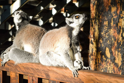 Ring-tailed lemur sitting on wooden railing against mirror at zoo