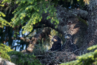 View of a bird on branch