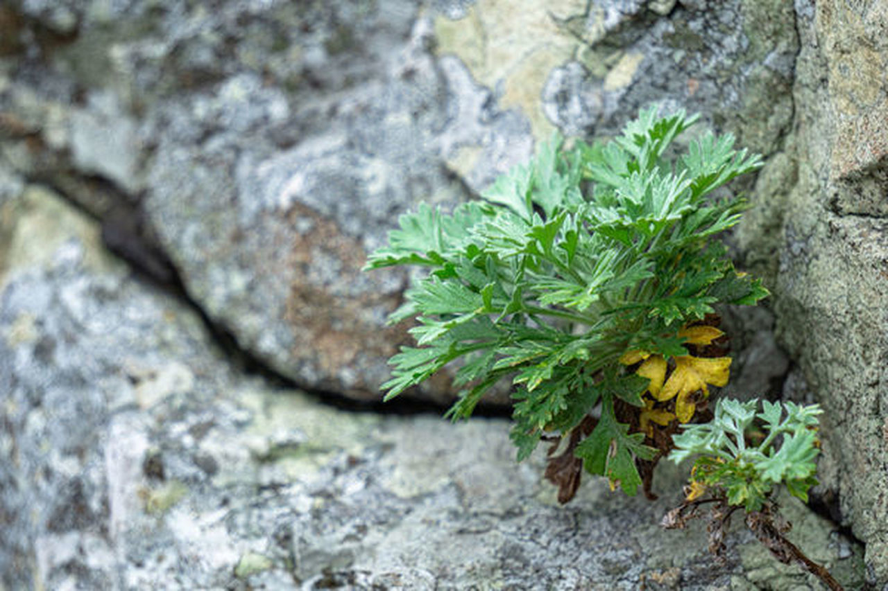 HIGH ANGLE VIEW OF PLANTS GROWING ON ROCK