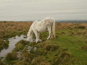 Horse grazing on field