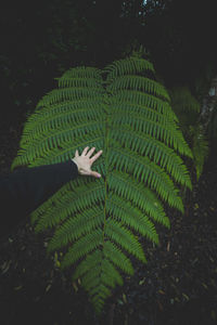 Close-up of fern