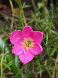 Close-up of pink flowering plant on field