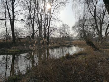 Scenic view of lake in forest against sky