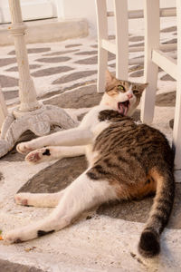 High angle view of cat resting on sand