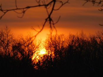 Silhouette bare trees against sky during sunset