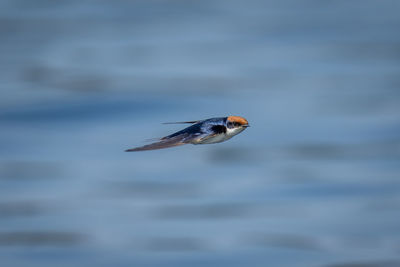 Close-up of bird flying over sea