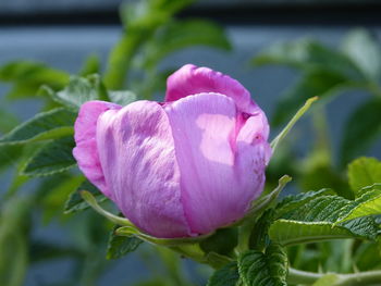 Close-up of pink rose flower