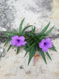 High angle view of pink flowering plant