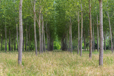 Trees growing on field in forest