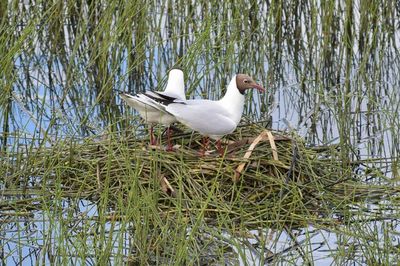 Birds in lake