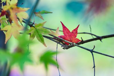 Close-up of insect on red maple leaf