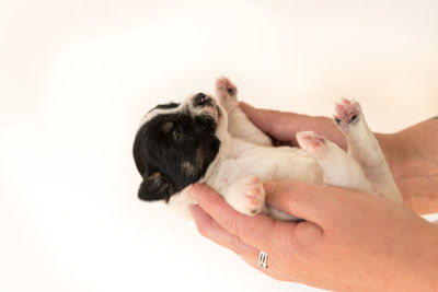 Low section of person holding hands against white background