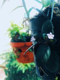 Close-up of plant against blurred background