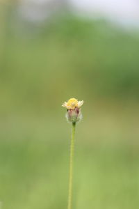 Close-up of insect on flower