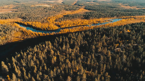 Aerial view of serpentine marshland