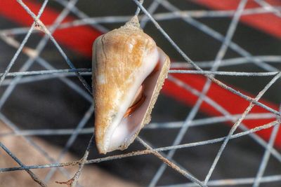 Close-up of food on chainlink fence