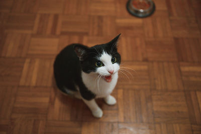 High angle view of cat on hardwood floor