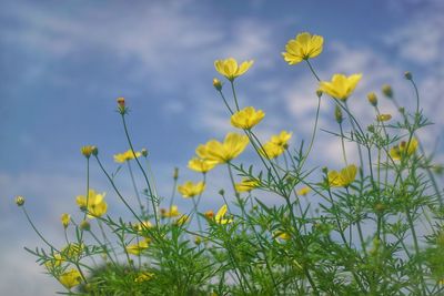 flowering plant