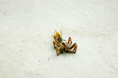 High angle view of spider on sand