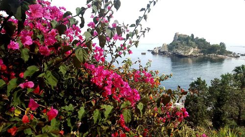 Pink flowering plants by trees against sky