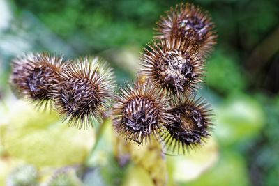 Close-up of dried plant