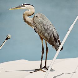 Bird on boat in water