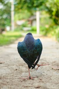 Close-up of pigeon