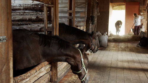 Horse in stable