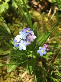 Close-up of flowers blooming outdoors