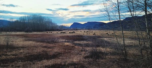 Scenic view of field against sky