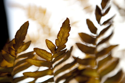 Close-up of leaves