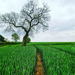 Tree on field against sky