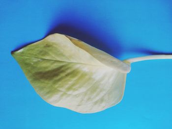 Close-up of blue flower