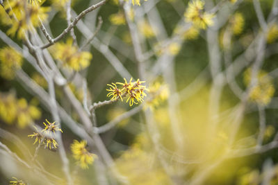 Close-up of yellow flowering plant