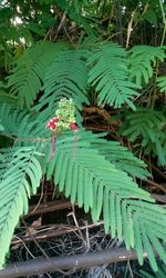 Plants against trees