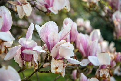 Flowering magnolia tree with large pink flowers slightly frost damaged