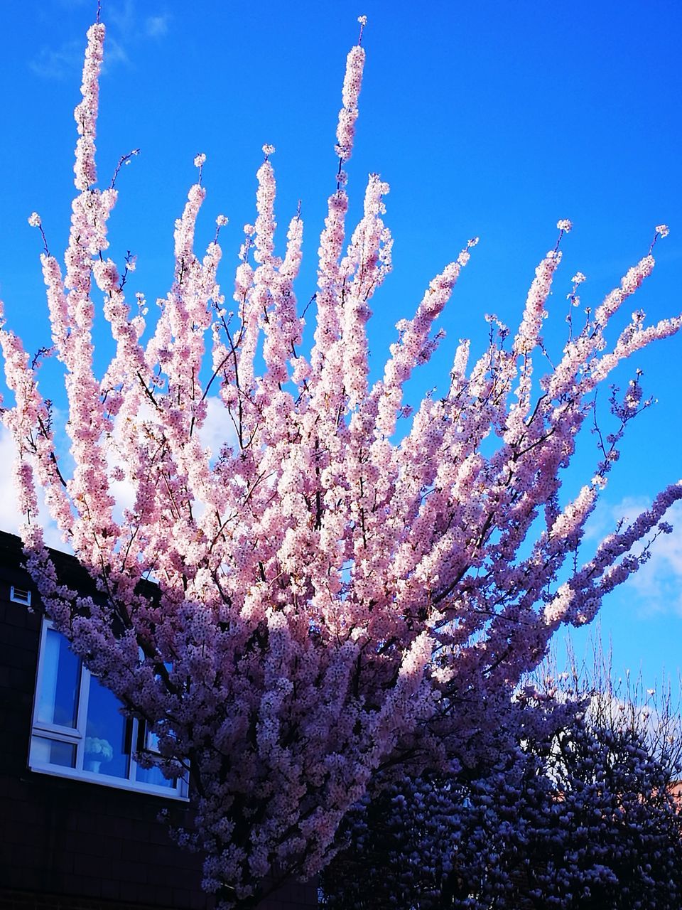 LOW ANGLE VIEW OF PINK FLOWERING TREE