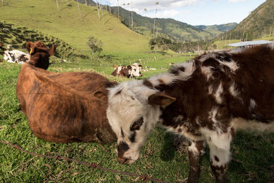 Cows on field at cocora valley