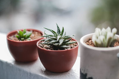 Close-up of potted plants on table