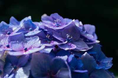 Close-up of purple hydrangea flowers