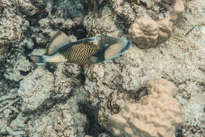 View of dead fish in sea