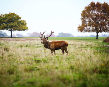 Deer on a field