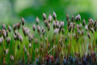 Close-up of flowering plants on field