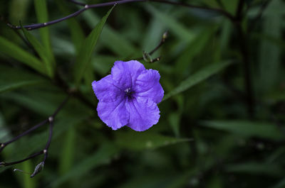 Close-up of purple flowering plant