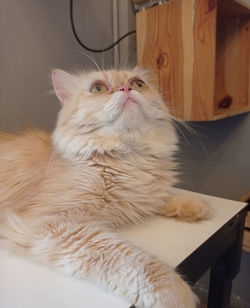 Close-up portrait of a cat at home