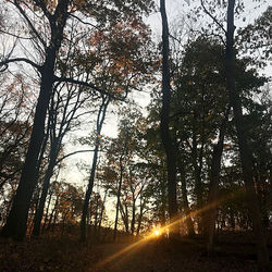 Sunlight streaming through trees in forest