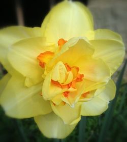 Close-up of yellow flower